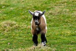Pygmy Goat Kid - DSC_4254