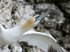 Gannet