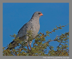 Pale chanting goshawk