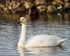 Whooper Swan-3395