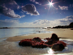 916 Steephill Cove