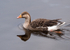 Greylag Goose