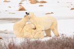 Polar Bear kicked in chin during fight, Churchill, Canada