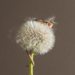Dandelion SD2521