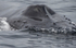 Humpback Whale, Pico Island, Azores