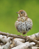 Song Thrush perched on a log pile on St. Agnes