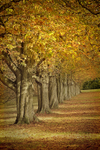 No.0010  'Avenue of Autumn trees'