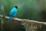 Green Honeycreeper (male) perched, Limon Province, Costa Rica