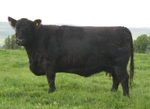 Kate M6 of Upper Buckna (F42351)
