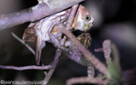 Ferruginous pygmy-owl with a frog