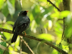 Black-faced Solitaire perched, Costa Rica