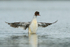 Goosander, wings outstretched, Farmoor Reservoir