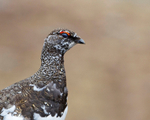 Ptarmigan - Lagopus muta