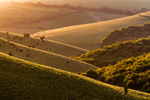 Melbury Down near Shaftesbury (1)