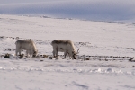 Reindeers 2622