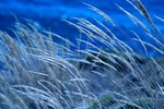 Blue Winds