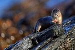 Marine Otter eating, Chanaral Island, Chile