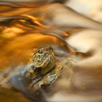 Golden Flow