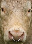 The Charolais Bull