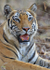 Royal bengal tiger - 9