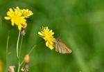 July to August 2012 - Small Skipper