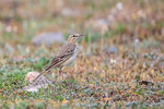 Tawny Pipit