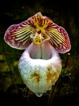Orchid 1