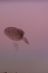 Starling Sturnus vulgaris-0462
