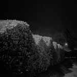 Hedge at night Ilkley, Holga 120N