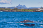 Humpback Whale Mt Warning. 0A3A2296