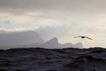 White-chinned Petrel, Cape Point, South Africa