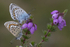 Pair of Silver Studded Blue butterflies mating at Prees Heath