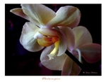Phalaenopsis