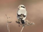 Steppe Grey Shrike