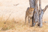 Cheetah Tree 4
