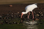 White Ibis looking for food under rock, Costa Rica