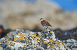 Common Sandpiper