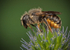 Osmia leaiana (f)