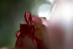 Flowers Set 13 - 21