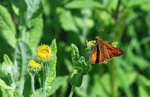 Large Skipper