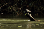 Spotted Sandpiper, Sarapiqui River, Costa Rica