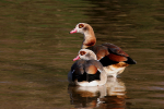 Egyptian Geese