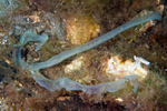 Amalosoma eddystonense