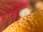 Iphimedia obesa