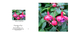 013 Fuchsia Purple Rain