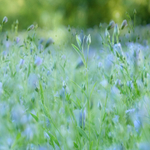Dreaming in Blue