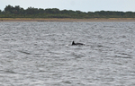 Bottlenose Dolphin