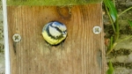 Blue Tit