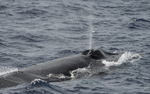 le souffle du rorqual