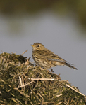 Meadow Pipit